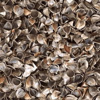 Лушпиння гречки доочищене